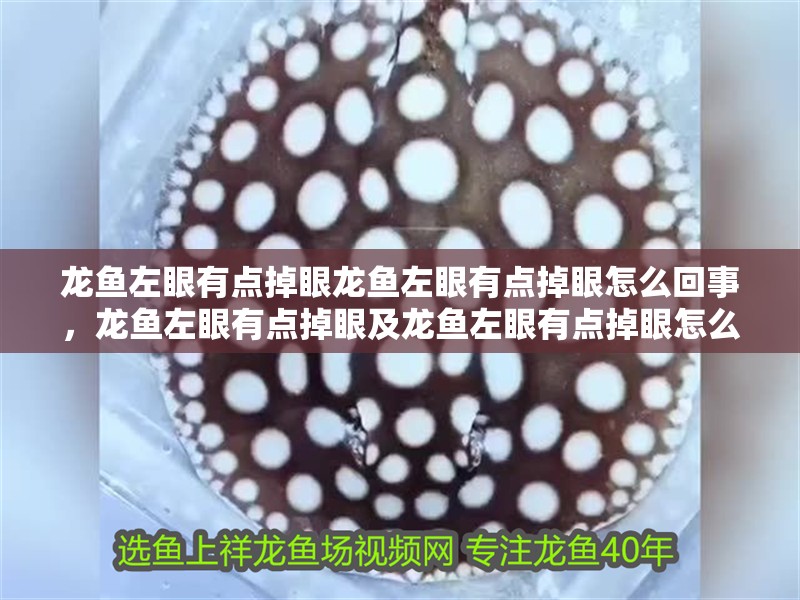 龍魚左眼有點掉眼龍魚左眼有點掉眼怎么回事，龍魚左眼有點掉眼及龍魚左眼有點掉眼怎么回事龍魚眼睛問題預防