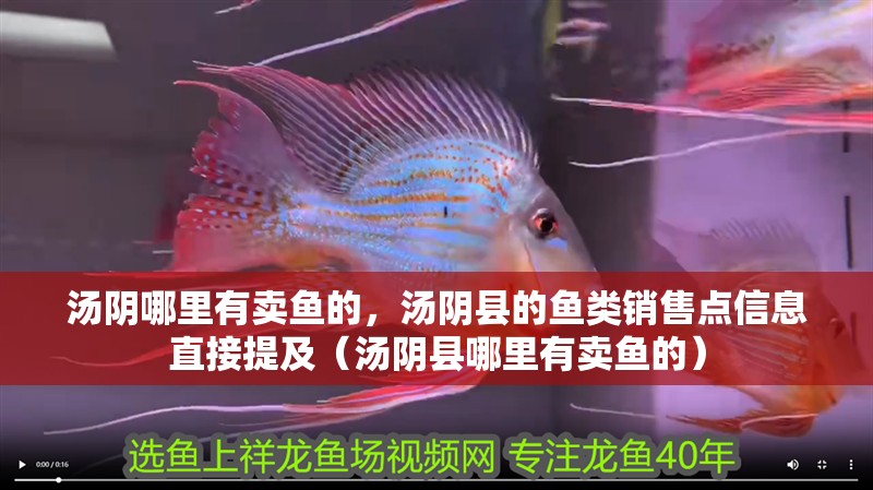 湯陰哪里有賣魚的，湯陰縣的魚類銷售點信息直接提及（湯陰縣哪里有賣魚的）