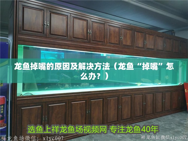 龍魚掉嘴的原因及解決方法（龍魚“掉嘴”怎么辦？）