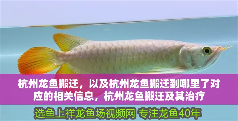 杭州龍魚搬遷，以及杭州龍魚搬遷到哪里了對(duì)應(yīng)的相關(guān)信息，杭州龍魚搬遷及其治療 杭州龍魚搬遷，以及杭州龍魚搬遷到哪里了對(duì)應(yīng)的相關(guān)信息，杭州龍魚搬遷及其治療 觀賞魚百科 第4張