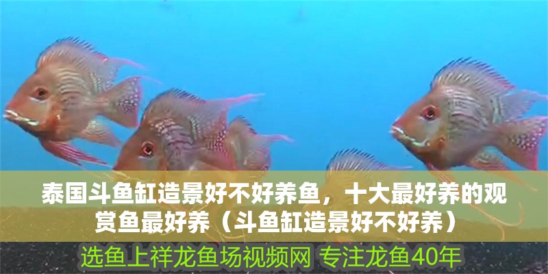 泰國斗魚缸造景好不好養魚，十大最好養的觀賞魚最好養（斗魚缸造景好不好養）