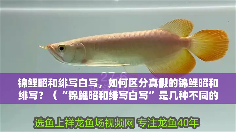 錦鯉昭和緋寫白寫，如何區(qū)分真假的錦鯉昭和緋寫？（“錦鯉昭和緋寫白寫”是幾種不同的錦鯉品種）
