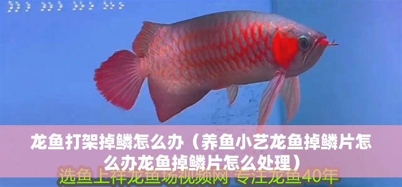 龍魚打架掉鱗怎么辦（養魚小藝龍魚掉鱗片怎么辦龍魚掉鱗片怎么處理）