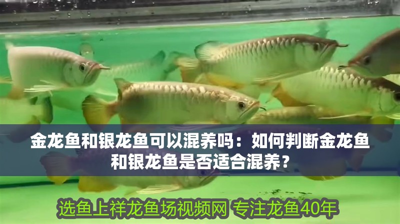 金龍魚和銀龍魚可以混養嗎：如何判斷金龍魚和銀龍魚是否適合混養？