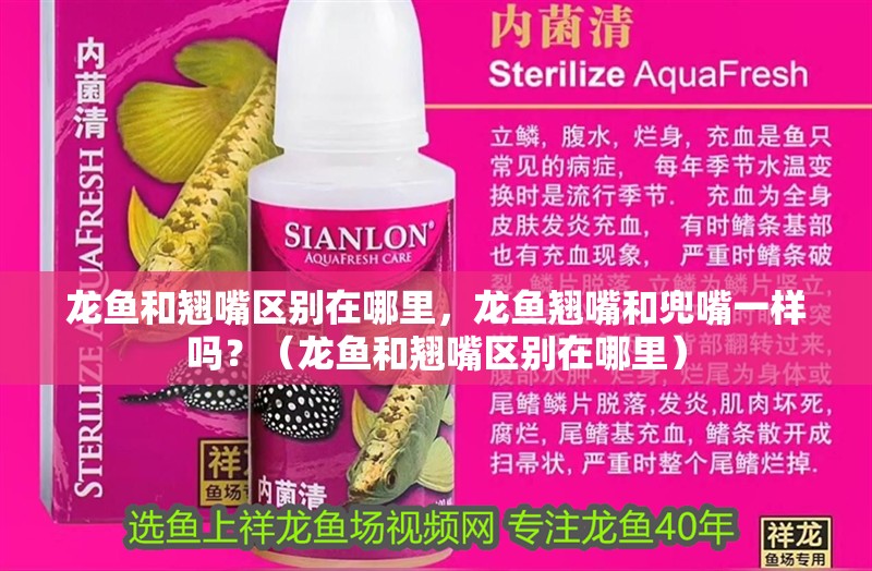龍魚和翹嘴區(qū)別在哪里，龍魚翹嘴和兜嘴一樣嗎？（龍魚和翹嘴區(qū)別在哪里）