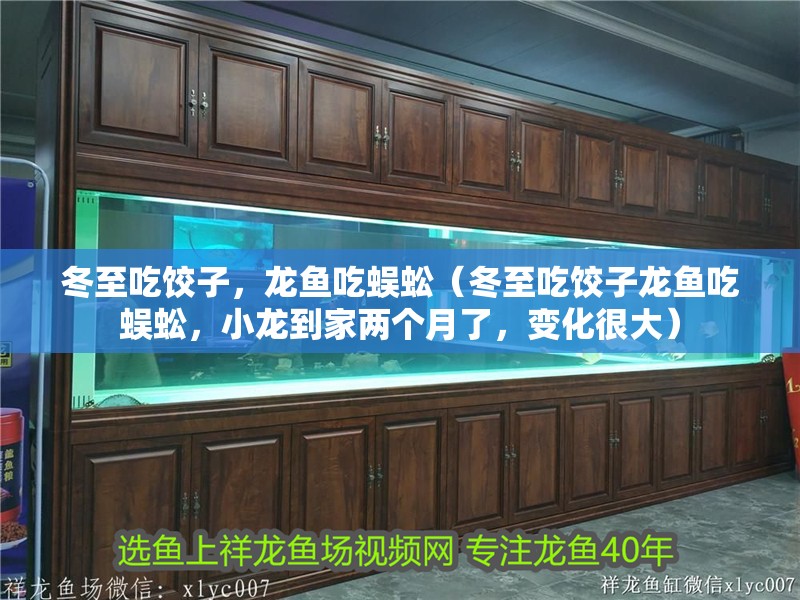 冬至吃餃子，龍魚吃蜈蚣（冬至吃餃子龍魚吃蜈蚣，小龍到家兩個月了，變化很大）