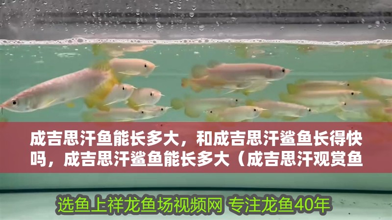 成吉思汗魚能長多大，和成吉思汗鯊魚長得快嗎，成吉思汗鯊魚能長多大（成吉思汗觀賞魚能長多大）