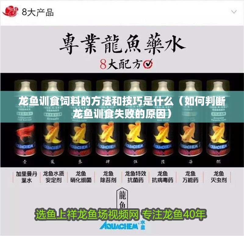 龍魚訓(xùn)食飼料的方法和技巧是什么（如何判斷龍魚訓(xùn)食失敗的原因）