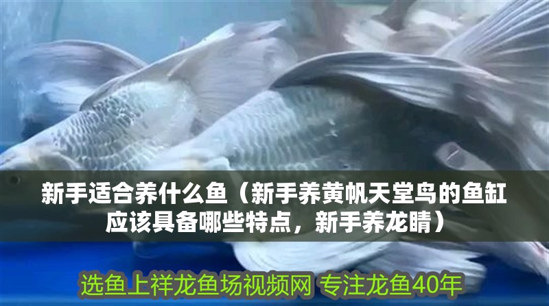 新手適合養(yǎng)什么魚（新手養(yǎng)黃帆天堂鳥的魚缸應該具備哪些特點，新手養(yǎng)龍睛）