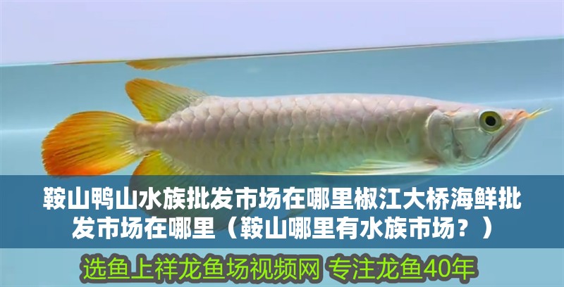 鞍山鴨山水族批發(fā)市場在哪里椒江大橋海鮮批發(fā)市場在哪里（鞍山哪里有水族市場？）