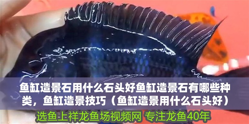 魚缸造景石用什么石頭好魚缸造景石有哪些種類，魚缸造景技巧（魚缸造景用什么石頭好）