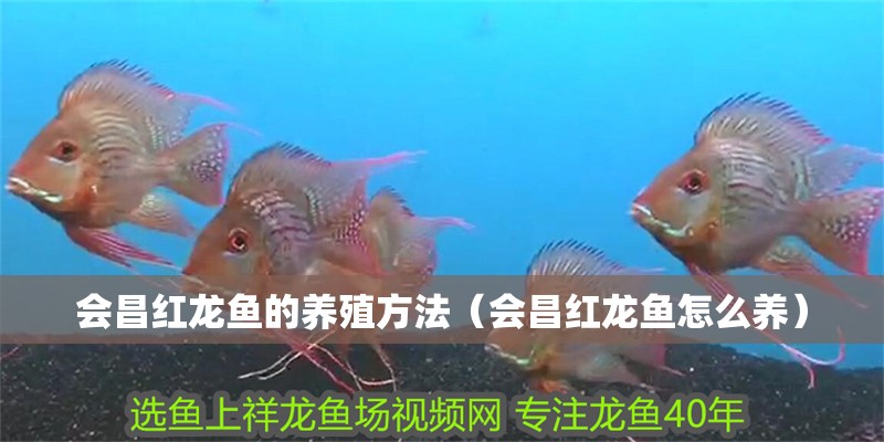 會昌紅龍魚的養(yǎng)殖方法（會昌紅龍魚怎么養(yǎng)）