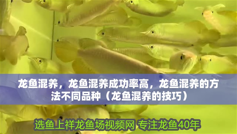 龍魚混養(yǎng)，龍魚混養(yǎng)成功率高，龍魚混養(yǎng)的方法不同品種（龍魚混養(yǎng)的技巧）