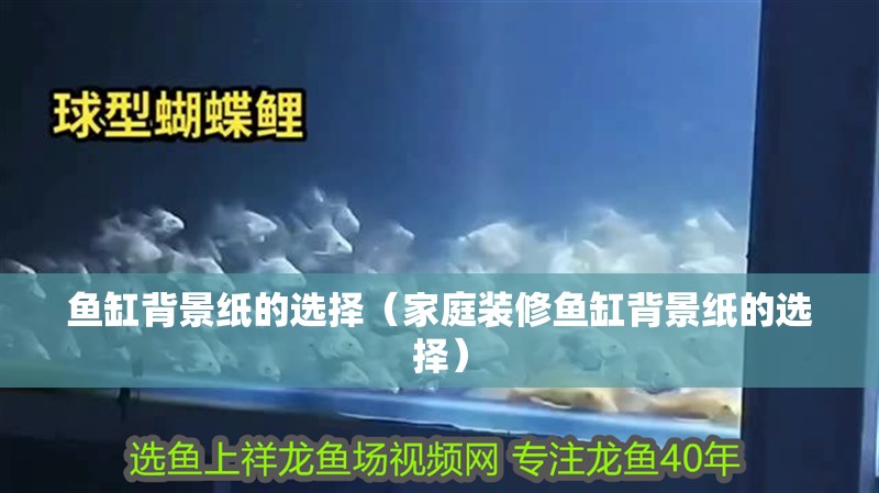 魚缸背景紙的選擇（家庭裝修魚缸背景紙的選擇）