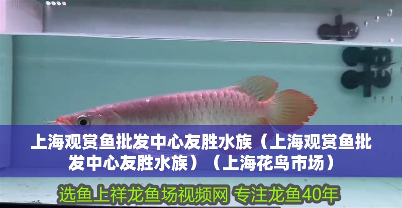 <strong><mark>上海</mark></strong>觀賞魚批發中心友勝水族（<strong><mark>上海</mark></strong>觀賞魚批發中心友勝水族）（<strong><mark>上海</mark></strong>花鳥市場）