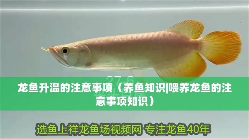 龍魚升溫的注意事項（養魚知識|喂養龍魚的注意事項知識）