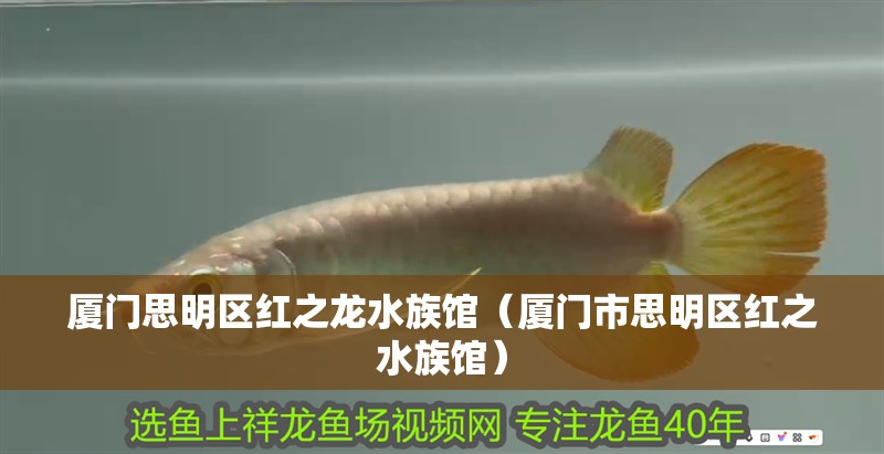 廈門思明區(qū)紅之龍水族館（廈門市思明區(qū)紅之水族館）