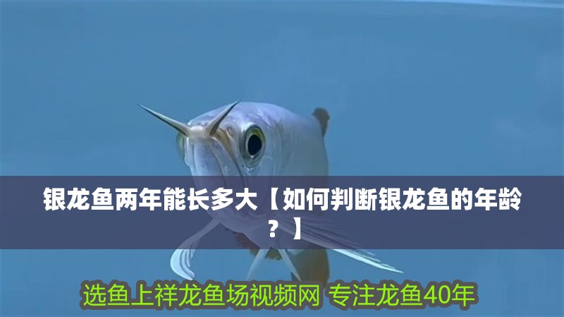 銀龍魚兩年能長多大【如何判斷銀龍魚的年齡？】
