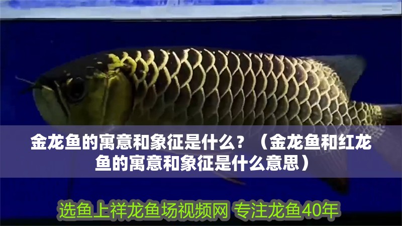 金龍魚的寓意和象征是什么？（金龍魚和紅龍魚的寓意和象征是什么意思）