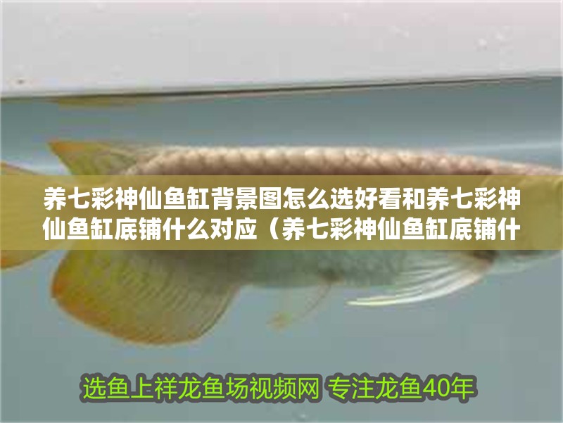 養七彩神仙魚缸背景圖怎么選好看和養七彩神仙魚缸底鋪什么對應（養七彩神仙魚缸底鋪什么好看和養七彩神仙魚缸底鋪什么好看）