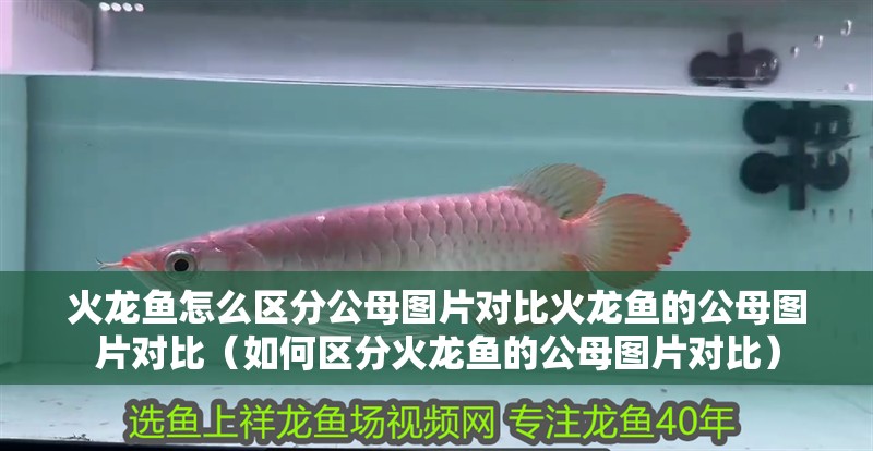 火龍魚怎么區分公母圖片對比火龍魚的公母圖片對比（如何區分火龍魚的公母圖片對比）