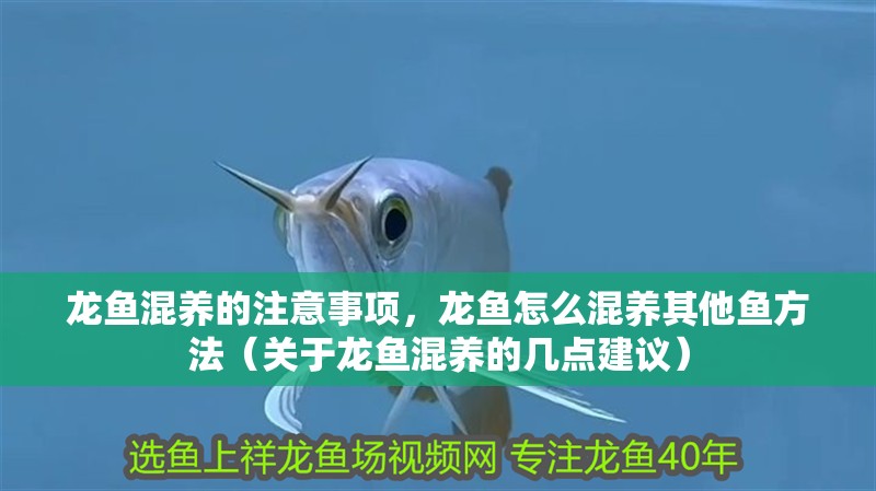 龍魚混養的注意事項，龍魚怎么混養其他魚方法（關于龍魚混養的幾點建議）