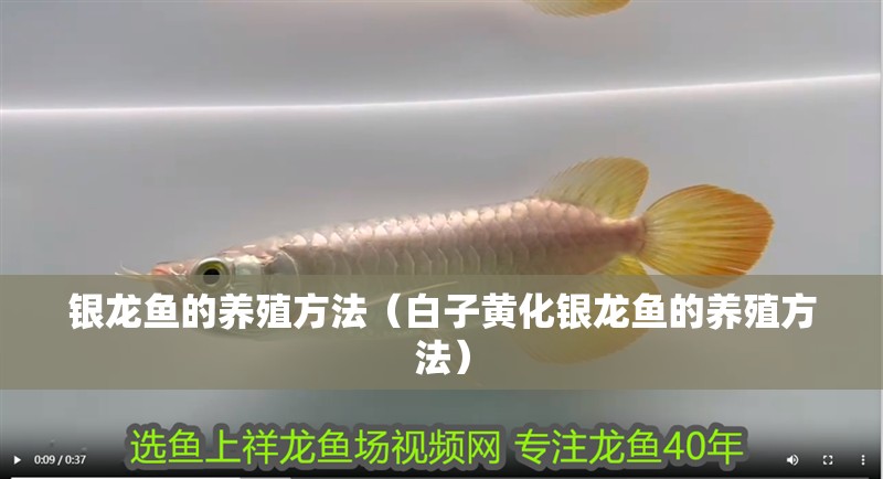 銀龍魚的養殖方法（白子黃化銀龍魚的養殖方法）
