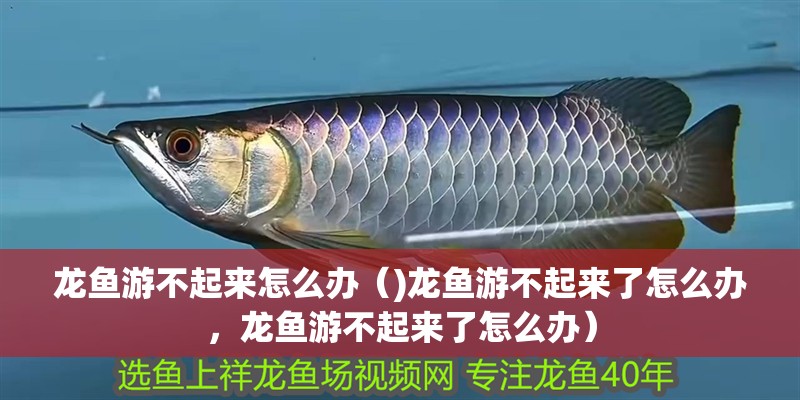 龍魚游不起來怎么辦（)龍魚游不起來了怎么辦，龍魚游不起來了怎么辦）