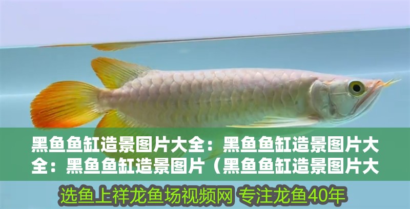 黑魚魚缸造景圖片大全：黑魚魚缸造景圖片大全：黑魚魚缸造景圖片（黑魚魚缸造景圖片大全）