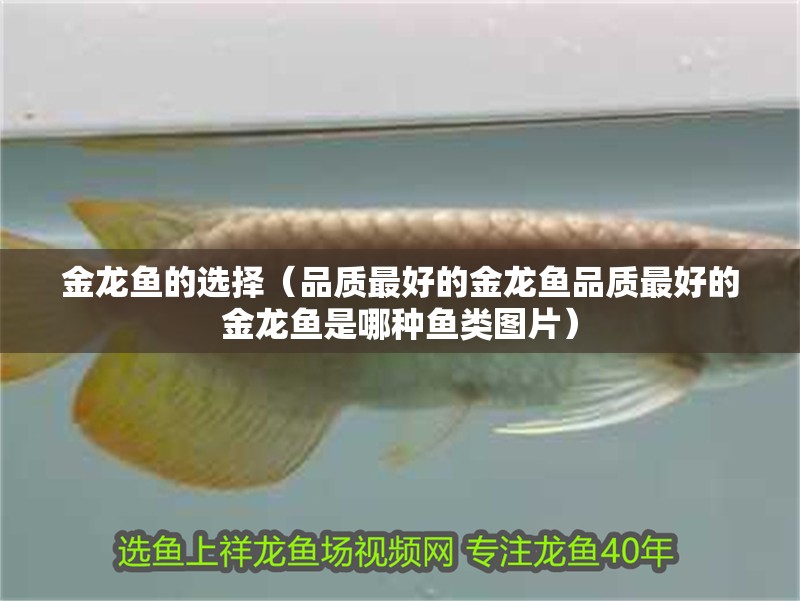 金龍魚的選擇（品質最好的金龍魚品質最好的金龍魚是哪種魚類圖片）