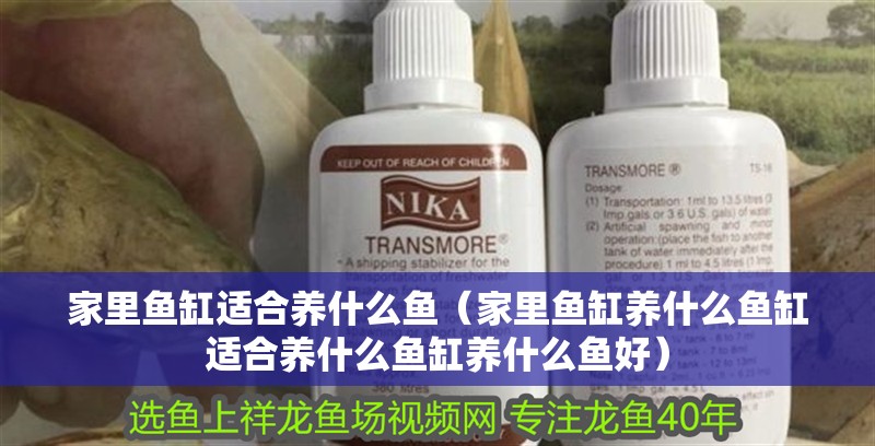 家里魚缸適合養什么魚（家里魚缸養什么魚缸適合養什么魚缸養什么魚好）