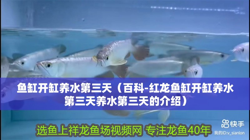 魚缸開缸養水第三天（百科-紅龍魚缸開缸養水第三天養水第三天的介紹）