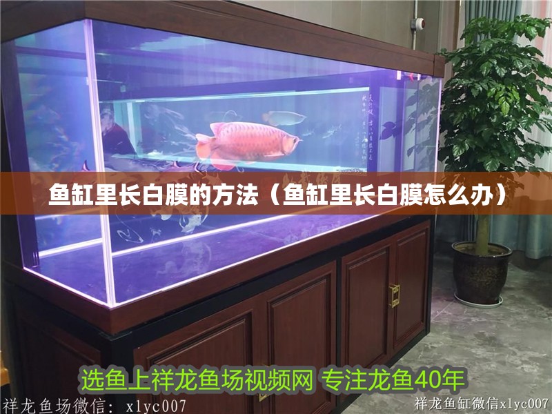 魚缸里長白膜的方法（魚缸里長白膜怎么辦）