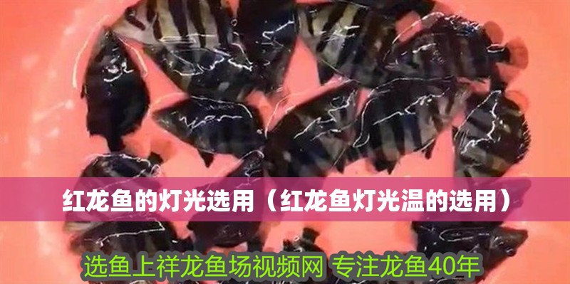 紅龍魚的燈光選用（紅龍魚燈光溫的選用）