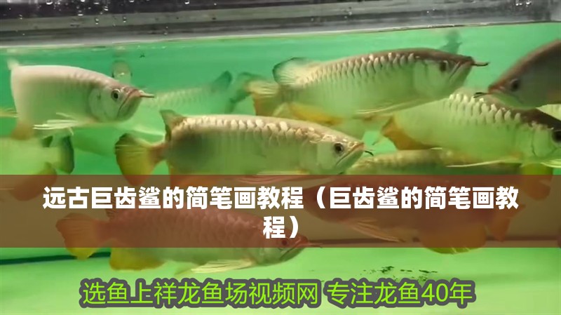 遠古巨齒鯊的簡筆畫教程（巨齒鯊的簡筆畫教程）