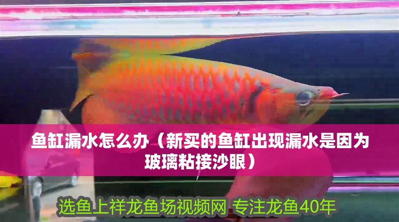 魚缸漏水怎么辦（新買的魚缸出現(xiàn)漏水是因為玻璃粘接沙眼）