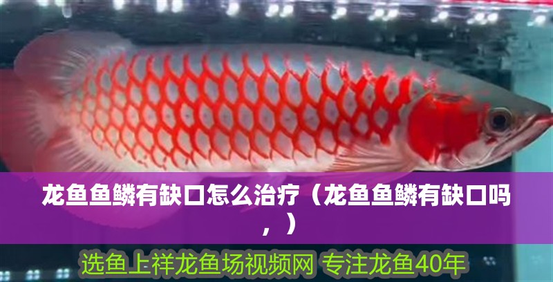 龍魚魚鱗有缺口怎么治療（龍魚魚鱗有缺口嗎，）