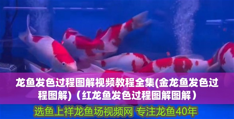龍魚發色過程圖解視頻教程全集(金龍魚發色過程圖解)（紅龍魚發色過程圖解圖解）
