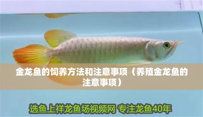 金龍魚的飼養方法和注意事項（養殖金龍魚的注意事項）