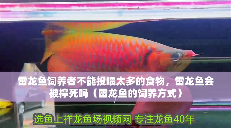 雷龍魚飼養(yǎng)者不能投喂太多的食物，雷龍魚會(huì)被撐死嗎（雷龍魚的飼養(yǎng)方式）
