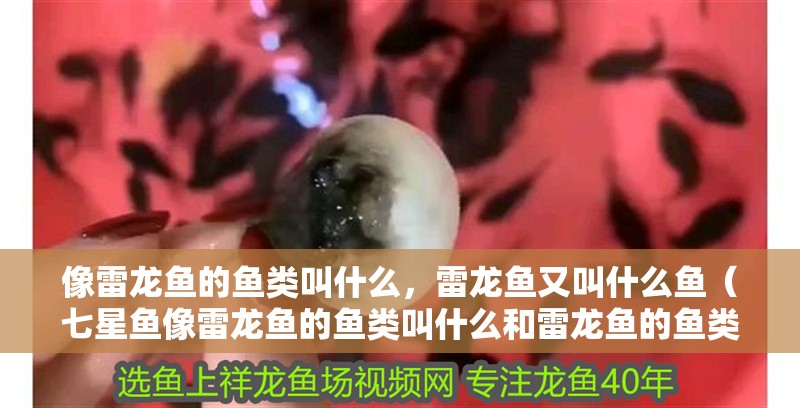 像雷龍魚的魚類叫什么，雷龍魚又叫什么魚（七星魚像雷龍魚的魚類叫什么和雷龍魚的魚類叫什么）