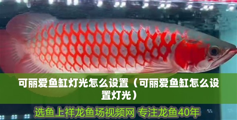 可麗愛魚缸燈光怎么設置（可麗愛魚缸怎么設置燈光）
