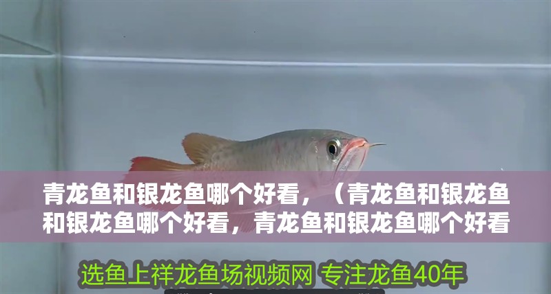 青龍魚和銀龍魚哪個好看，（青龍魚和銀龍魚和銀龍魚哪個好看，青龍魚和銀龍魚哪個好看）