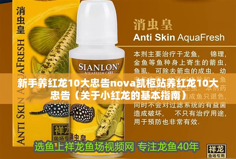 新手養紅龍10大忠告nova凱樞站養紅龍10大忠告（關于小紅龍的基本指南）