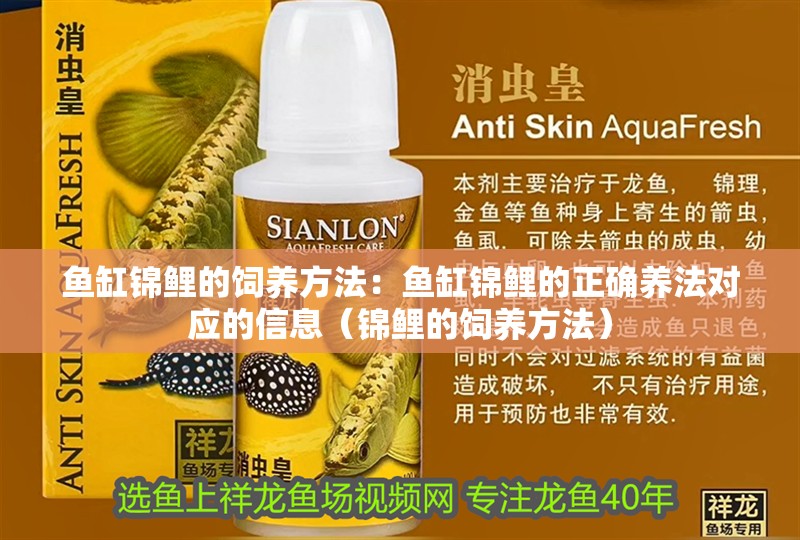 魚缸錦鯉的飼養方法：魚缸錦鯉的正確養法對應的信息（錦鯉的飼養方法）