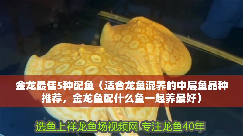金龍最佳5種配魚（適合龍魚混養(yǎng)的中層魚品種推薦，金龍魚配什么魚一起養(yǎng)最好）