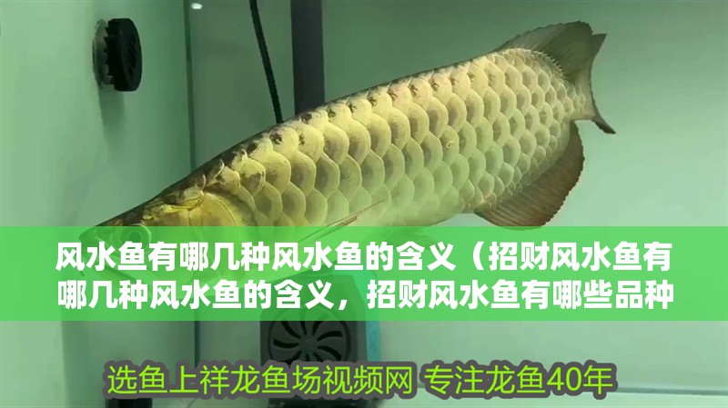 風水魚有哪幾種風水魚的含義（招財風水魚有哪幾種風水魚的含義，招財風水魚有哪些品種）
