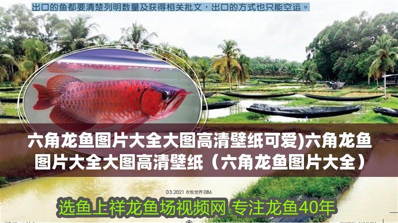 六角龍魚圖片大全大圖高清壁紙可愛)六角龍魚圖片大全大圖高清壁紙（六角龍魚圖片大全）