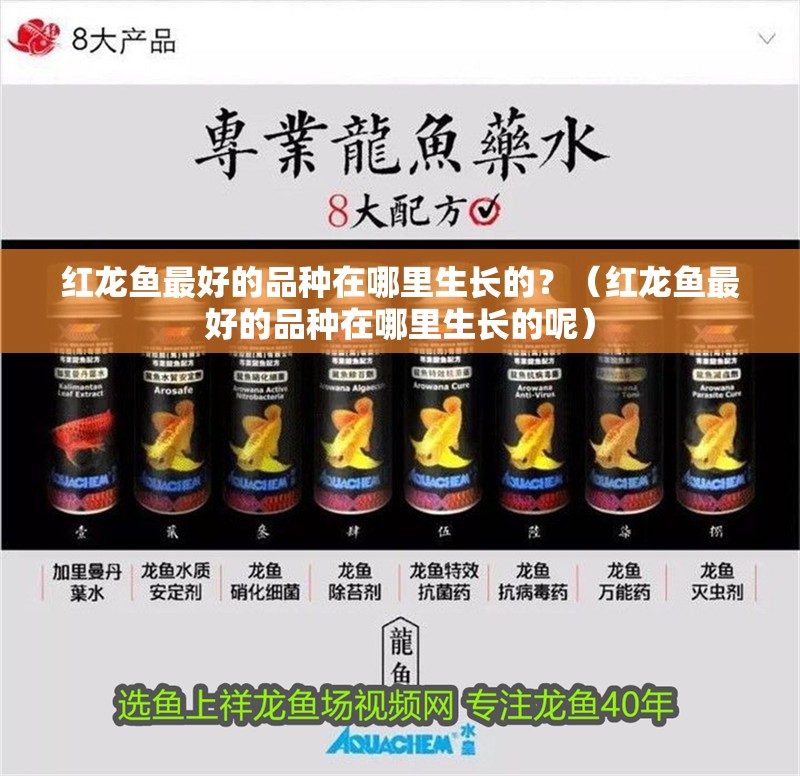 紅龍魚最好的品種在哪里生長的？（紅龍魚最好的品種在哪里生長的呢）