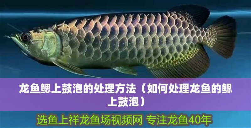 龍魚鰓上鼓泡的處理方法（如何處理龍魚的鰓上鼓泡）